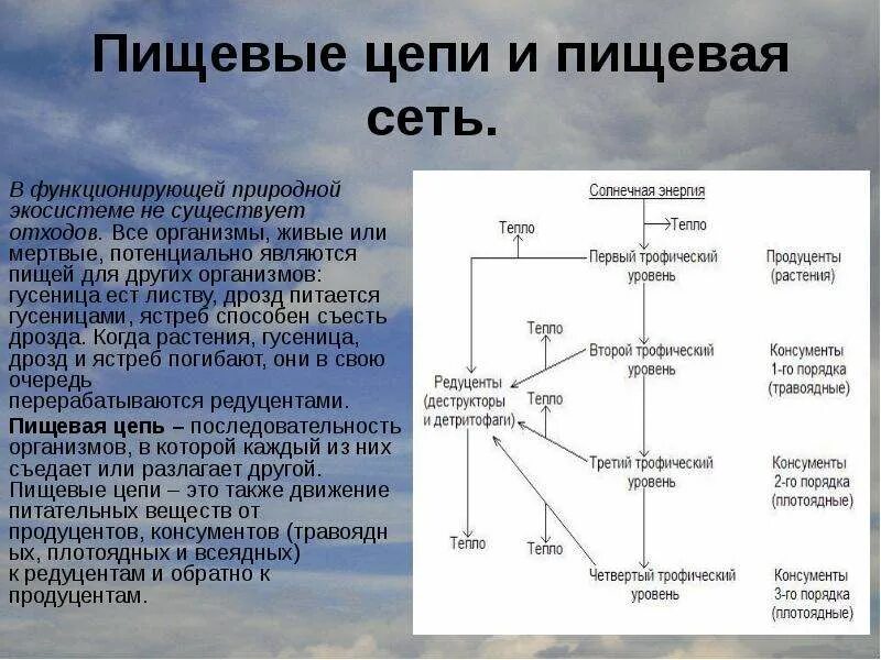 Чем отличается пищевая сеть от пищевой сети. Пищевые цепи и сети. Пищевая сеть это в биологии. Что такое пищевая цепь и пищевая сеть. Пищевая цепь и сеть отличия.