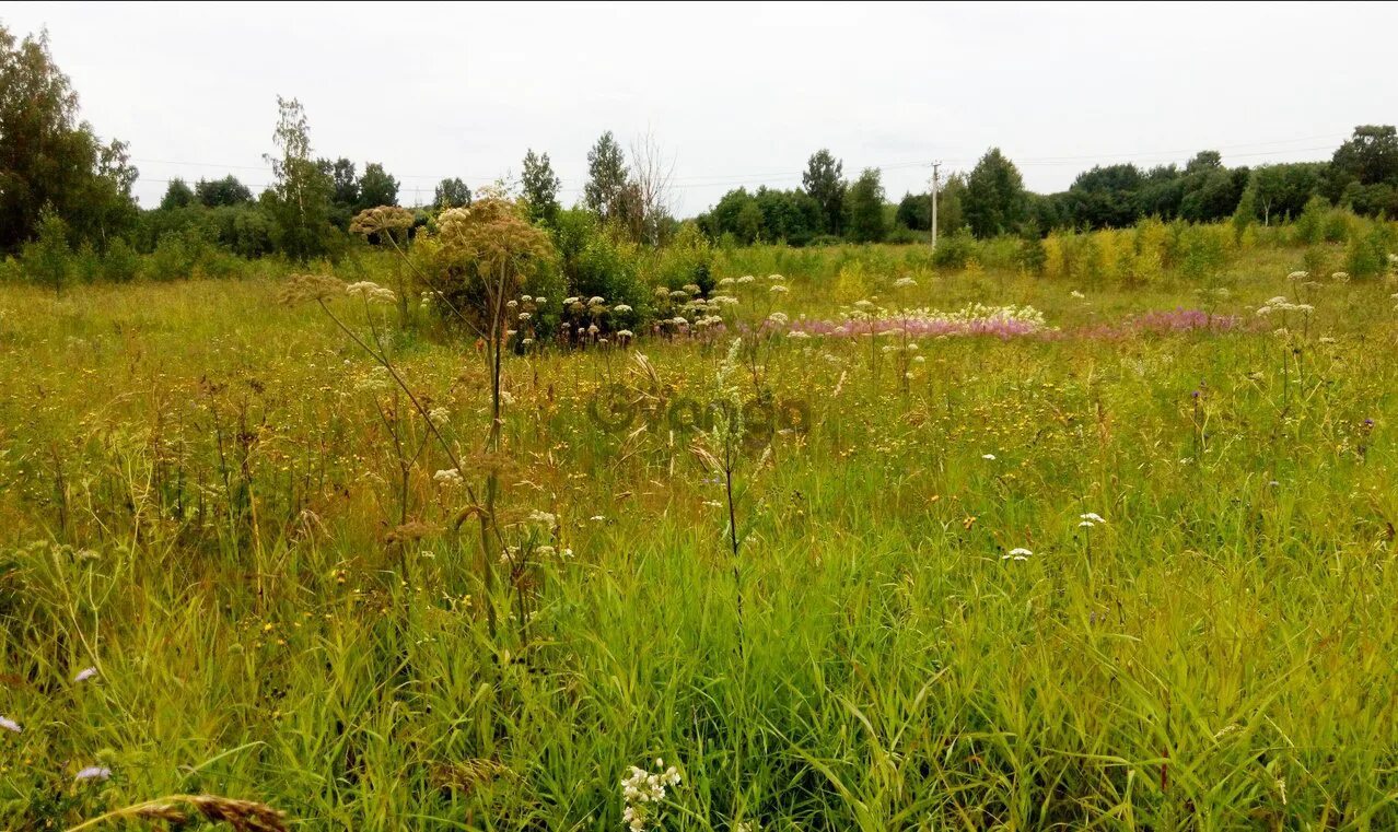 Участок ижс. Земельный участок фото. Участок ижс в ленинградской. Земельный участок фото картинки. Деревня вашутино московская область.