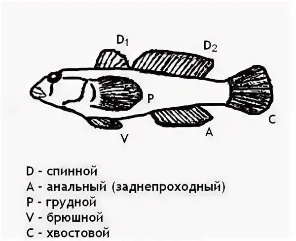 Сколько плавников у рыб