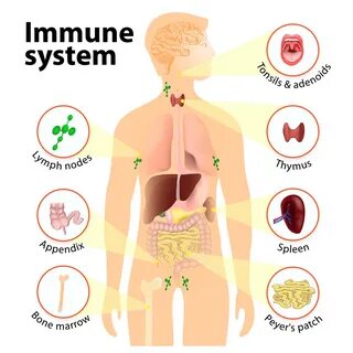 Immune 5