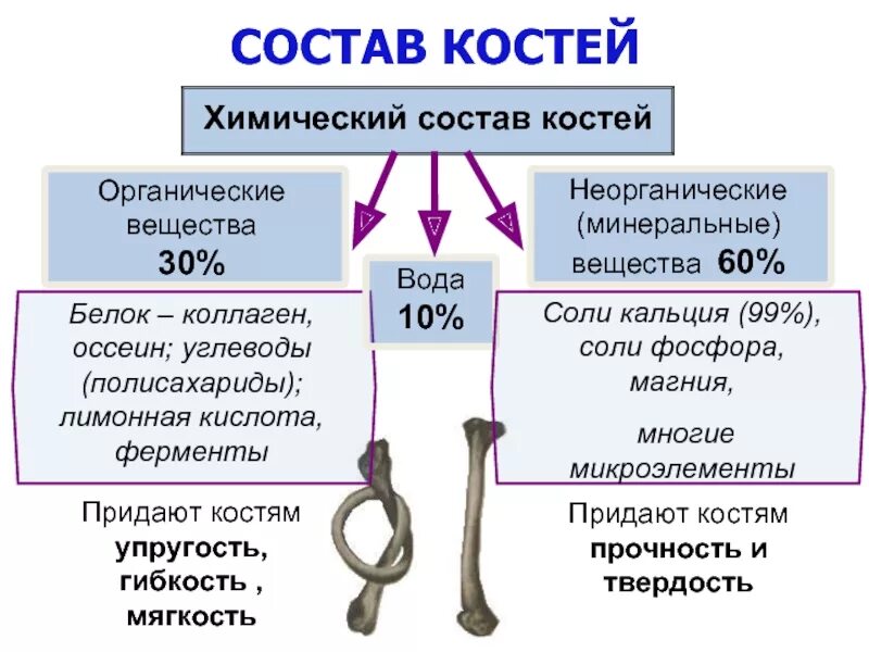 Что делает кости сильными. Неорганические соединение состав костей. Химический состав костей. Состав кости. Органические вещества кости.