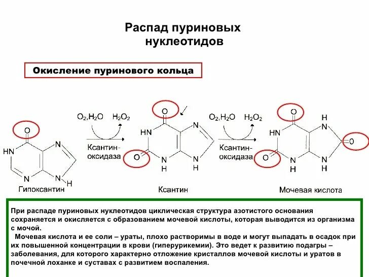 Распад развития. Образование мочевой кислоты биохимия формула. Соли мочевой кислоты формула. Распад пуриновых нуклеотидов и образования мочевой кислоты. Образование солей мочевой кислоты реакции.