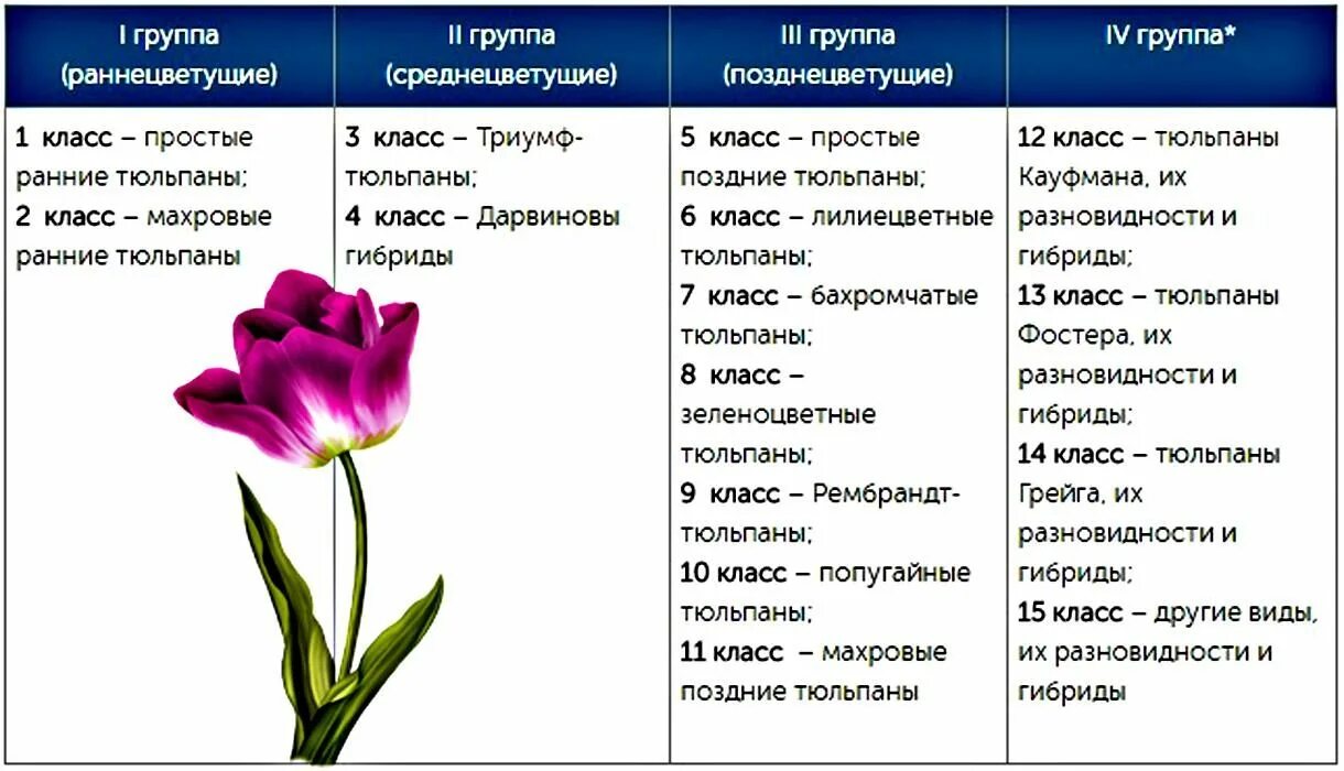 Как отпоить тюльпаны. Таблица подкормки тюльпанов. Таблица охлаждения луковиц тюльпанов. Классификация тюльпанов таблица. Классификация растения тюльпан.