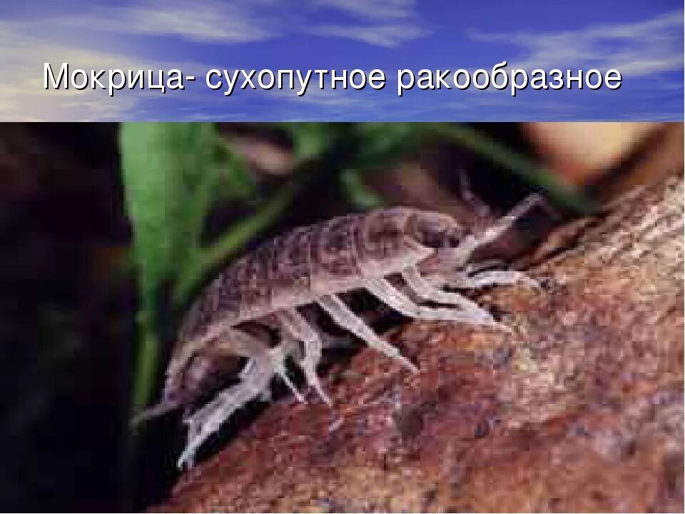 Какую среду обитания освоила мокрица. Мокрица шероховатая (porcellio scaber). мокрица среда обитания. сухопутная ракообразная мокрица. мокрицы доисторические.