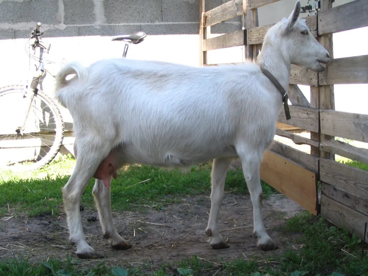 Купить козу в нижегородской. Зааненская коза. Козы зааненской породы. Мясная коза зааненская. Зааненская рогатая коза.