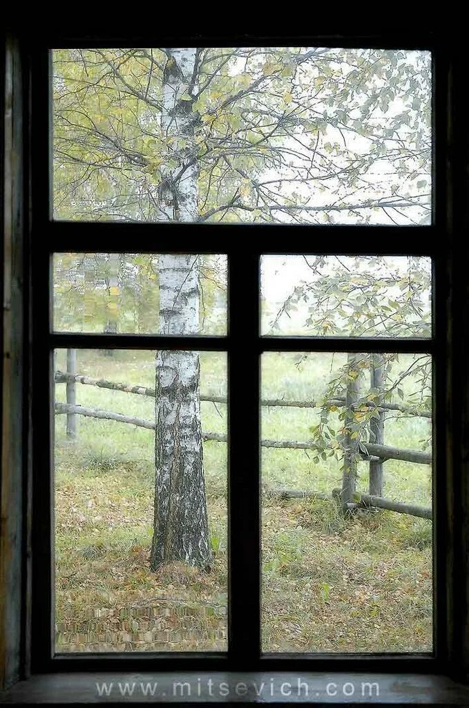 Вид из деревенского окна. Вид из окна в деревне. Вид из окна березы. Деревенское окно.
