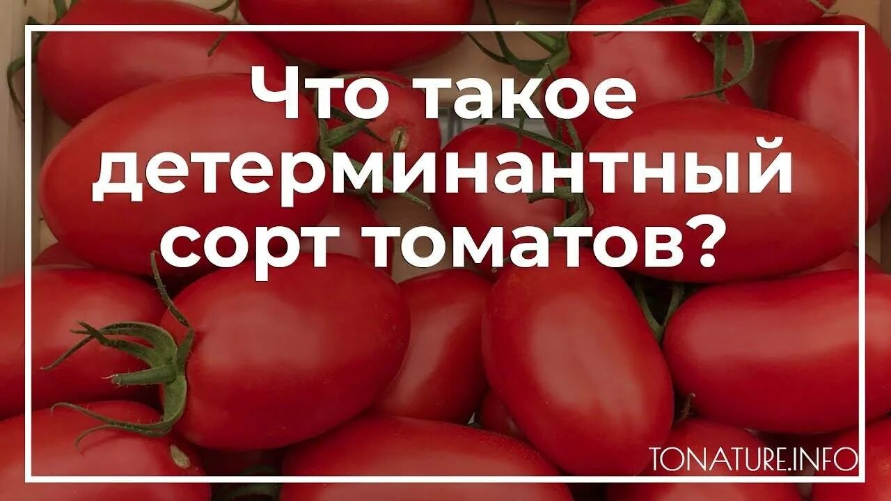 Что значит детерминантный сорт томатов. Детерминантные сорта томатов что это такое. детерминантные томаты. детерминантные помидоры. что значит сорт орошается.