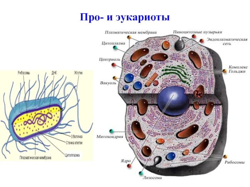 Эукариоты строение и функции. Клетка эукариот. клетка эукариот рисунок. строение клетки эукариот. размеры клеток эукариот.