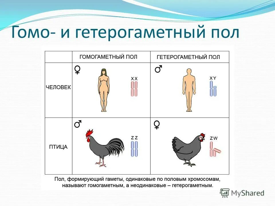 Мужской пол у человека является гетерогаметным. Гетерогаметный пол. гомогаметный и гетерогаметный пол человек. половые хромосомы гетерогаметного пола. у человека мужской пол гетерогаметный..