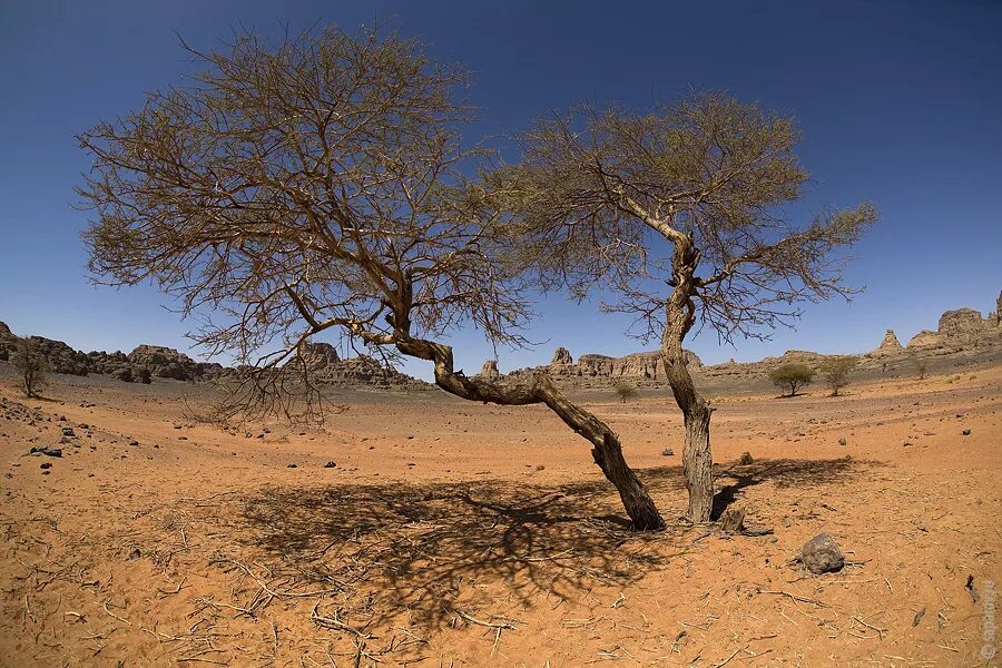 Деревья оазиса. Пустыня Калахари Акация. Кипарис сахарский. Верблюжье дерево Калахари.