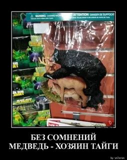 Песня медведь тайга