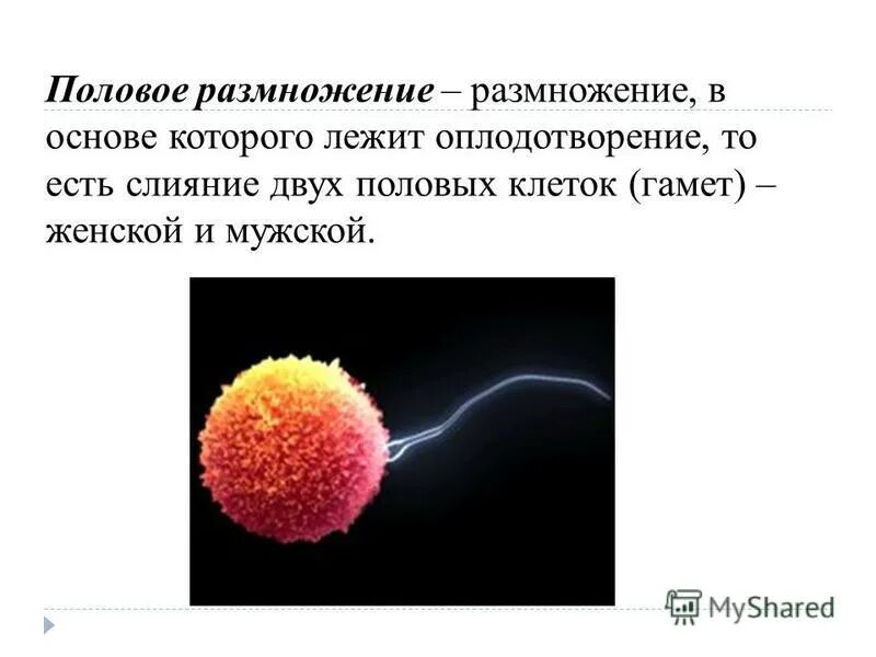 слияние двух половых клеток гамет. слияние двух половых клеток гамет. оплодотворение цветкового растения биология 6 класс. при слиянии гамет образуется. слияние двух половых клеток гамет.