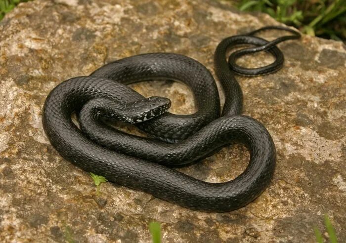 Cosenza: catturato in centro un serpente