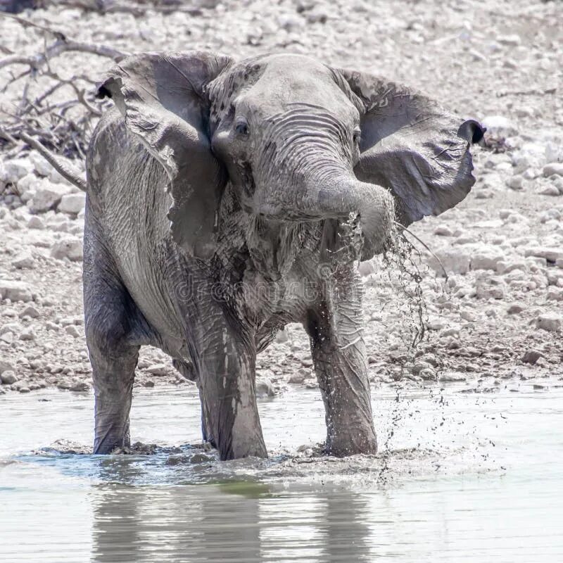 Слон в воде. Слоненок играет с водой. Игра теней слон на водопое. Слоны играют. Play elephant