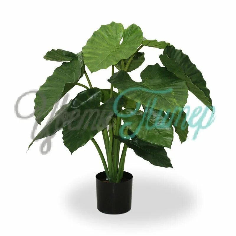 Почему желтеет алоказия Pot Flowers