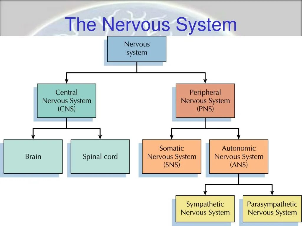 Classification system