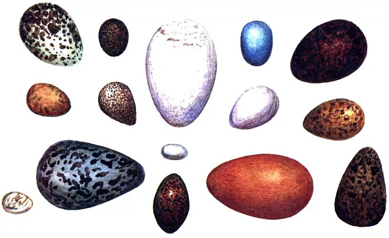 Яйца птиц. Разные формы яиц. Форма птичьего яйца.