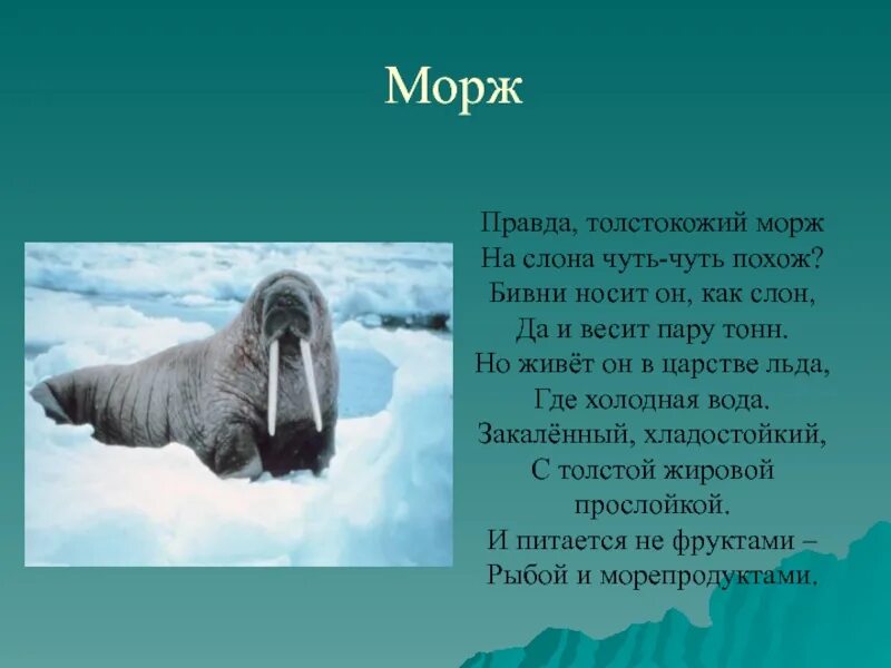 Морж презентация. Доклад про моржа. Сообщение о северных животных. Интересные факты о моржах.