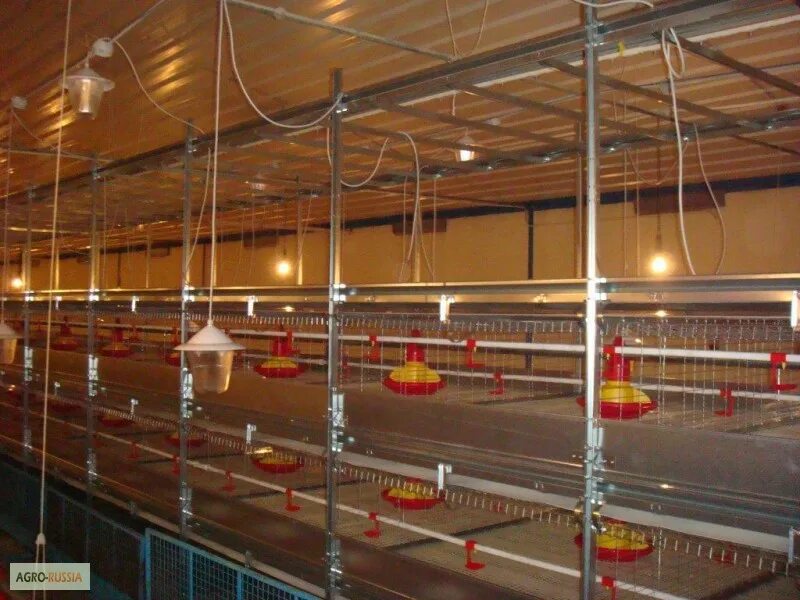 Цыплята бройлеры. Кирово-чепецкая птицефабрика. Тушка цыпленка акашево. Мясо птицы. Бройлер спб.