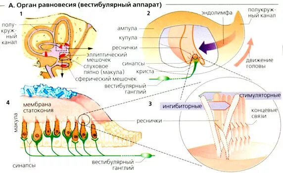 Воспаление вестибулярного нерва. Схема анализатора органа равновесия. схема рецепторов вестибулярного аппарата.