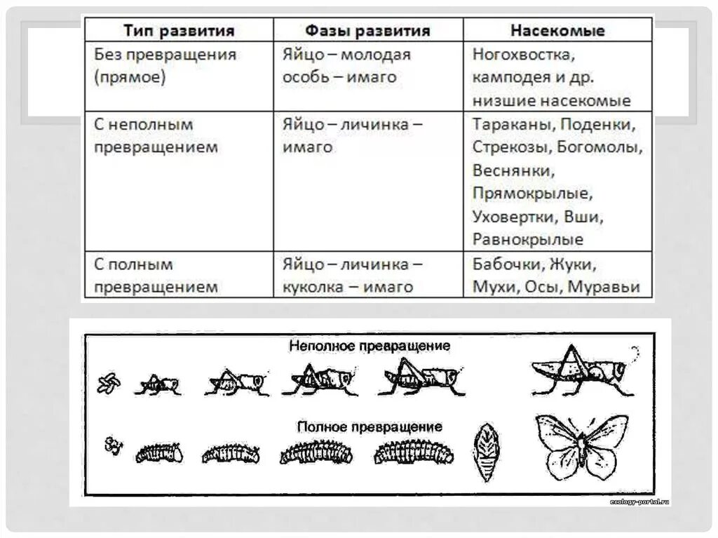 Отряд насекомых тип развития. Тип развития фазы развития насекомые таблица. Типы и стадии развития насекомых. Таблица типы развития насекомых 7 класс биология Константинов. Типы и фазы развития насекомых.