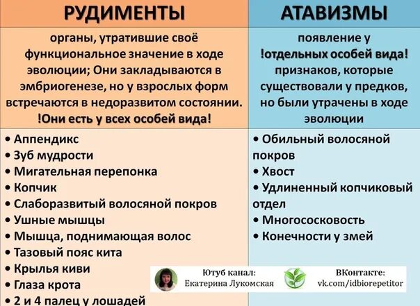 Установите примеры рудиментов и атавизмов