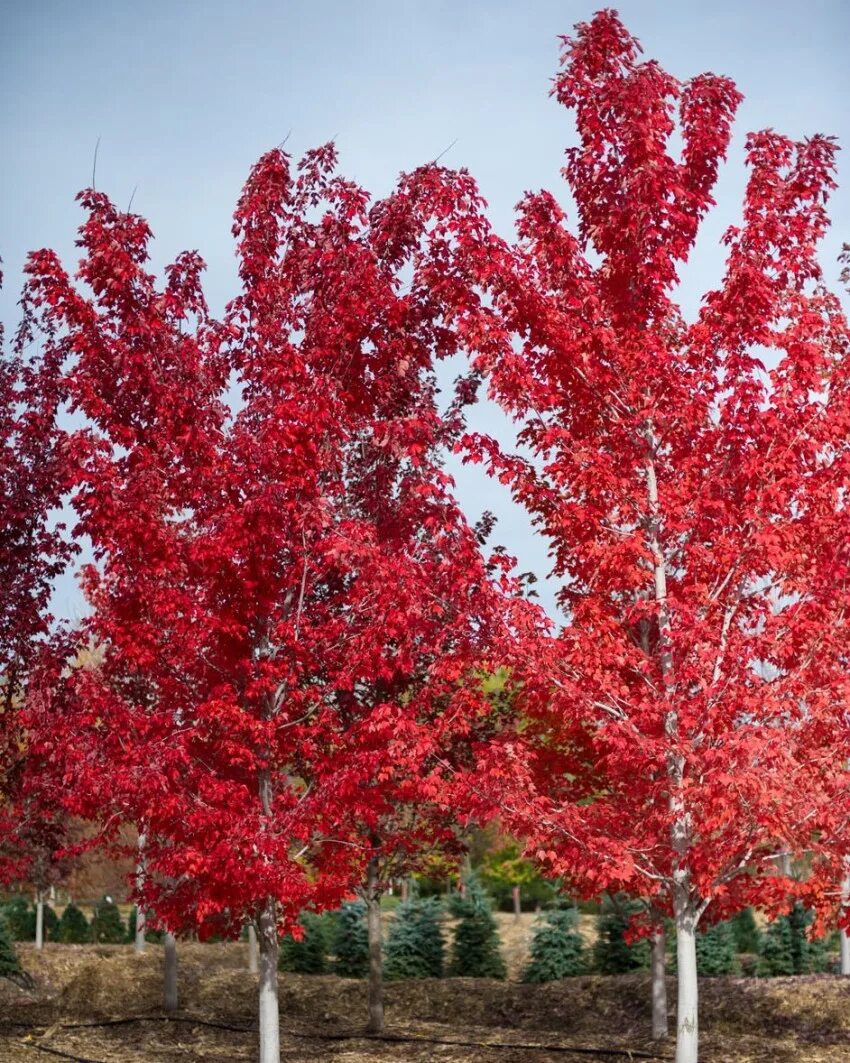 Дерево с красными листьями название. Acer rubrum (клен красный) 'Red Sunset'. Клен красный Acer rubrum. Клен красный Брендивайн. Клен красный Октобер Глори.