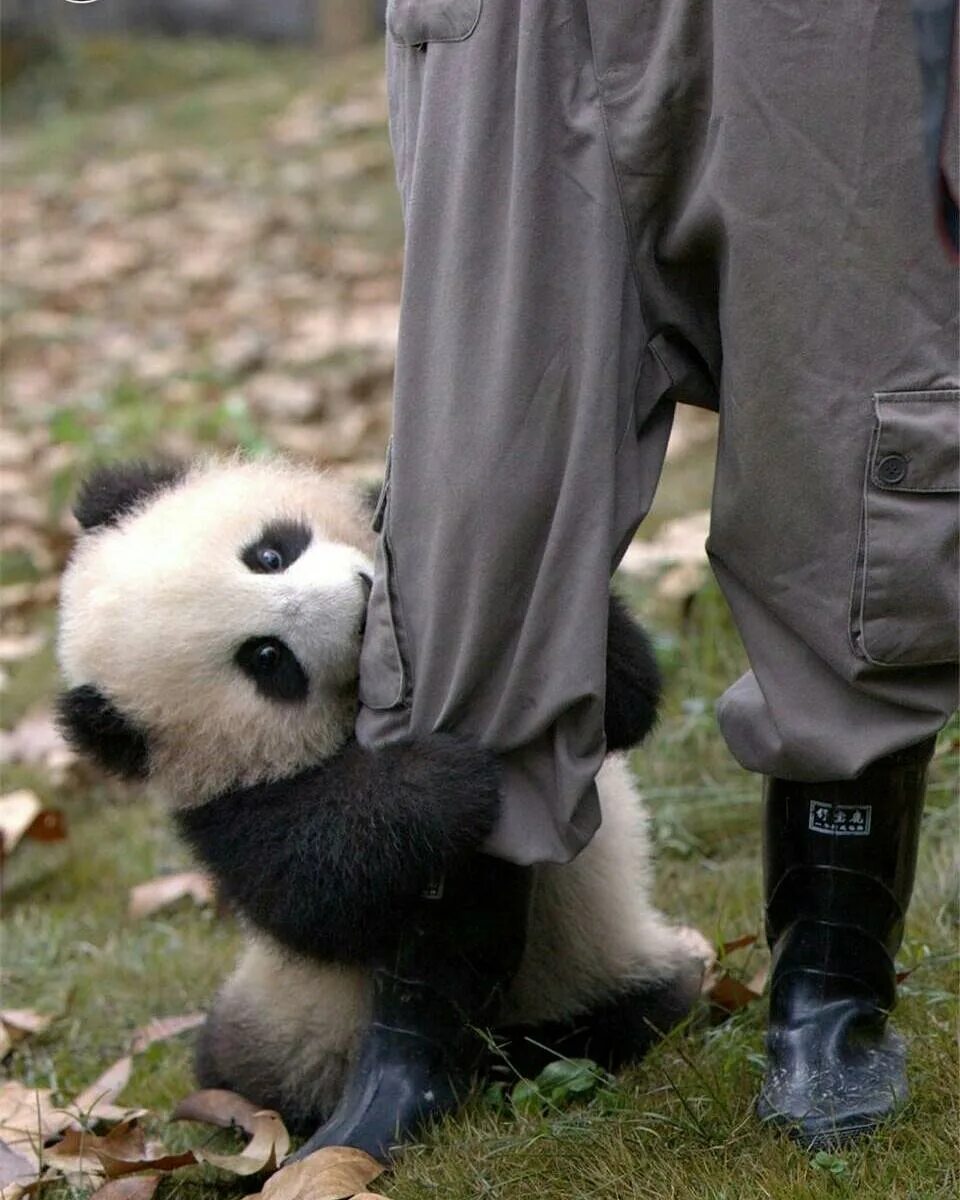 Панда собирает в круг. Обниматель панд. Панда кусается. Глупая Панда. Панда и человек.
