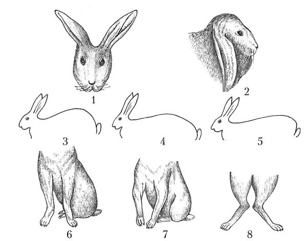 Сколько ног у кролика. Лапа кролика строение. Строение ушей зайца русака. Строение кроличьей лапы. Внешнее строение тела кролика.