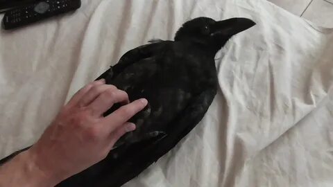 Показать ворону видео