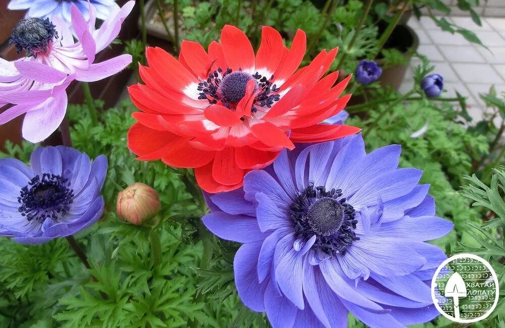 Анемона многолетняя посадка и уход в открытом. Анемона корончатая (Anemone coronaria). Анемона махровая. Анемоны клубневые. Луковичные анемона/ветреница.