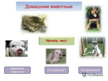 Домашние животные родители