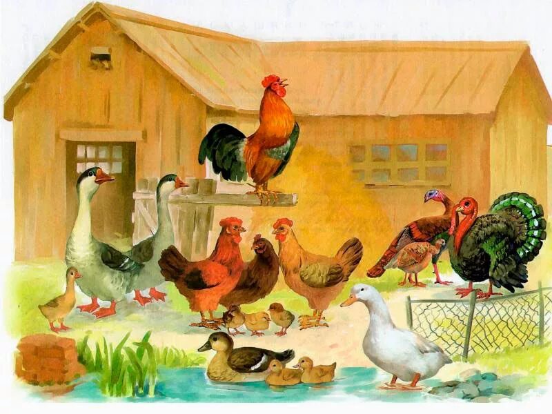 Куры группа животных. Птичий двор гуси куры. птичий двор нищева. гадкий утёнок на птичьем дворе. домашние птицы для детей.