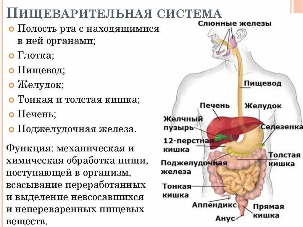 Характеристика пищеварительной функции. Строение пищеварительной системы. строение органов пищеварительной системы человека. система пищеварения структура и функции. функции пищеварительной системы анатомия.