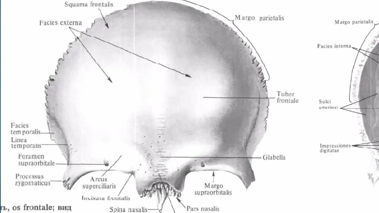 Строение лобной кости черепа человека анатомия. Лобная кость анатомия строение на черепе. Глазничная часть лобной кости анатомия. Лобная кость анатомия Синельников.