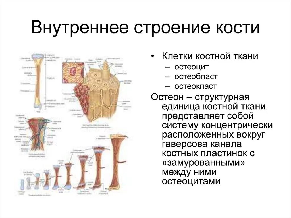 Основные функции кости. Строение состав и функции костей. Кость особенности строения и функции. Строение кости анатомия и функции. Строение и функции костной ткани. Биология 8 класс.