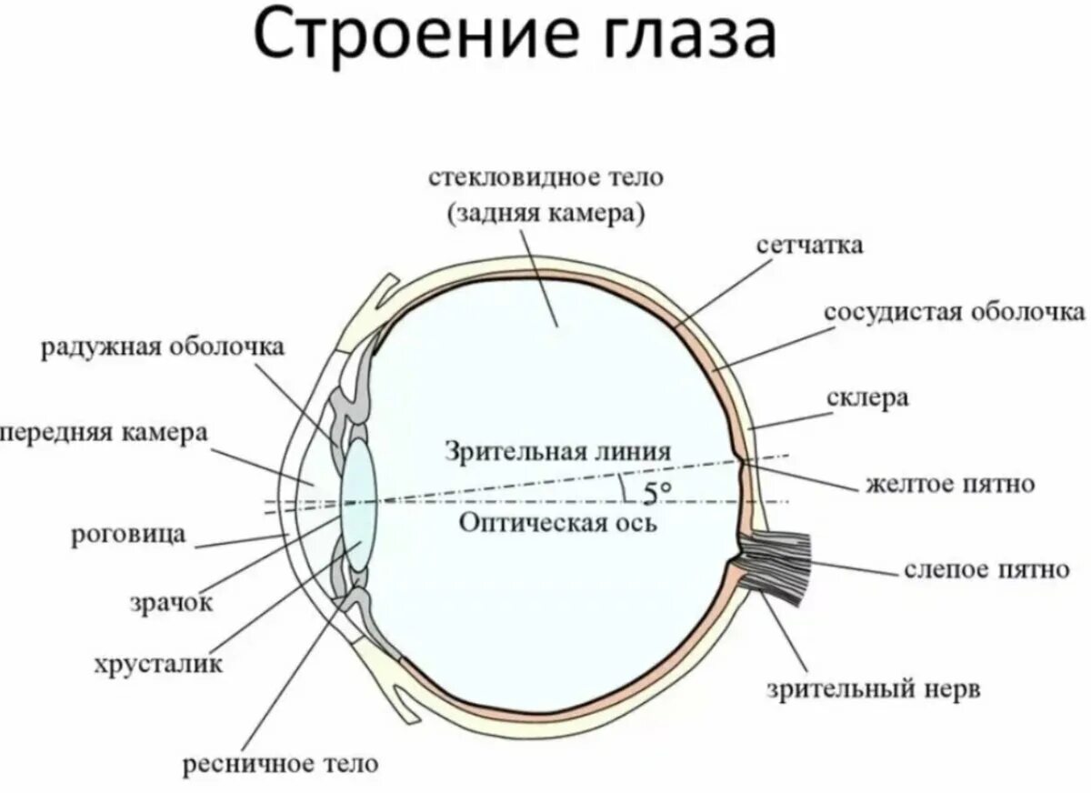 Строение человеческого глаза. Строение глаза человека рисунок. К оптической системе глаза относятся роговица хрусталик