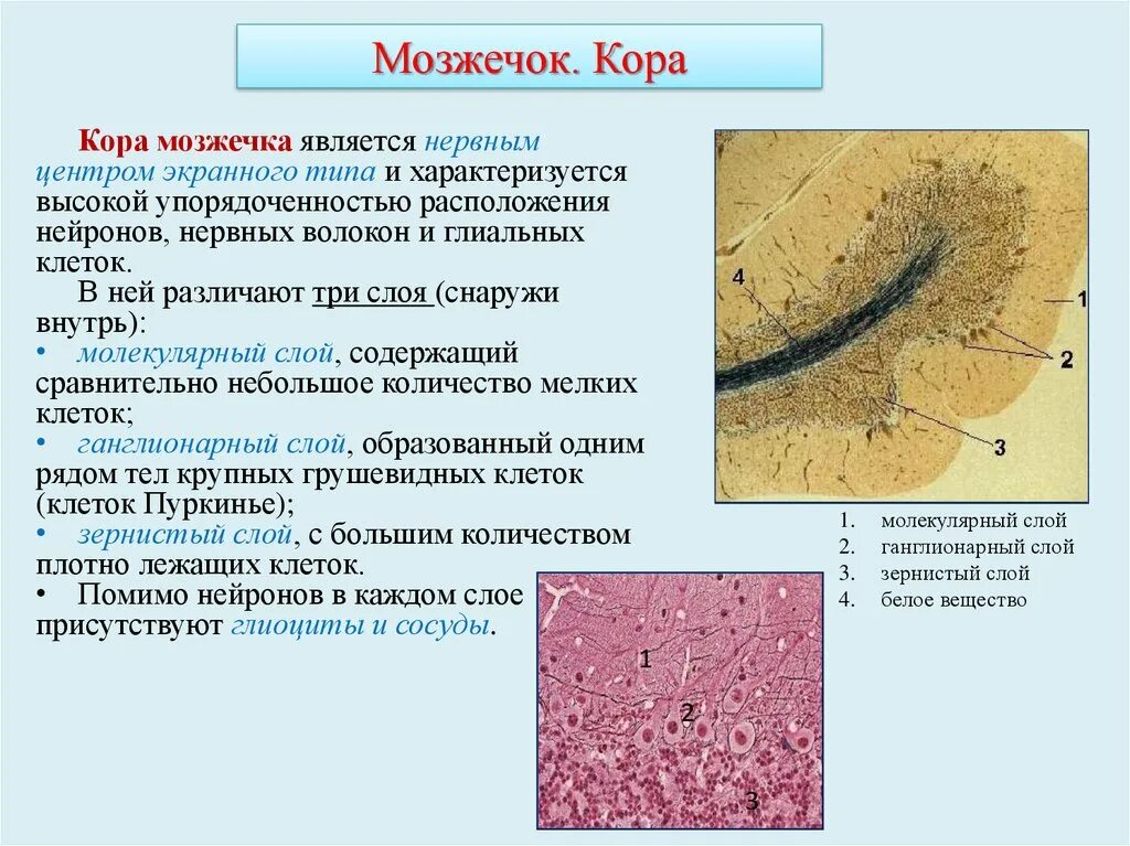 Мозжечок волокна. Мозжечок гистология препарат. Слой коры мозжечка гистология. Мозжечок гистология функции.