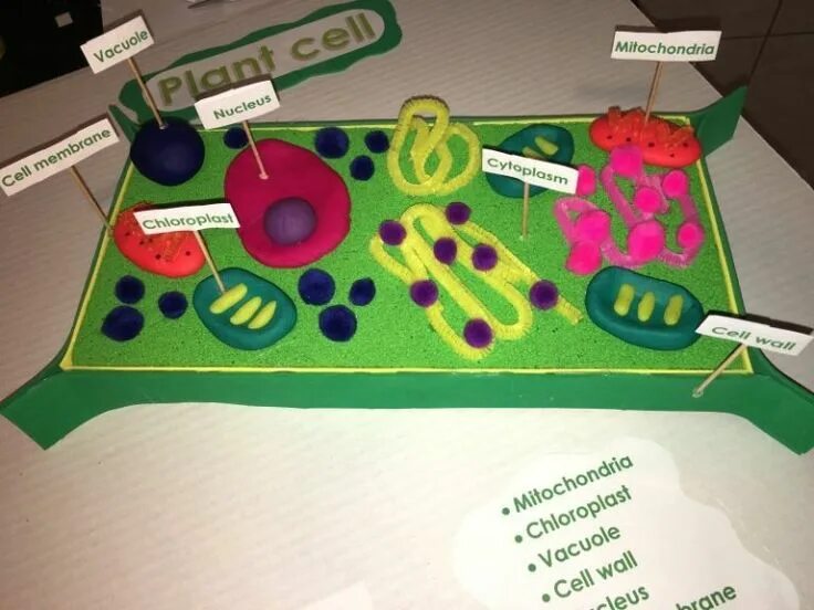 20+ Plant Cell Model Ideas Your Students Find Them Interesting Animal cell proje
