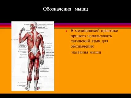 Строение мышц презентация 8 класс биология