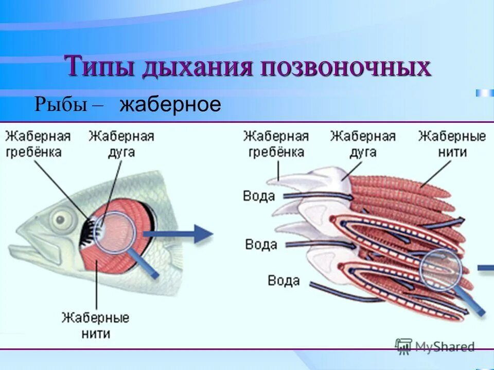 жаберное дыхание у рыб. жаберный тип дыхания. брюхоногие моллюски дыхание. дыхательная система рыб. дыхательная система рыб.