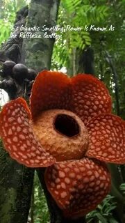 Раффлезия это паразит