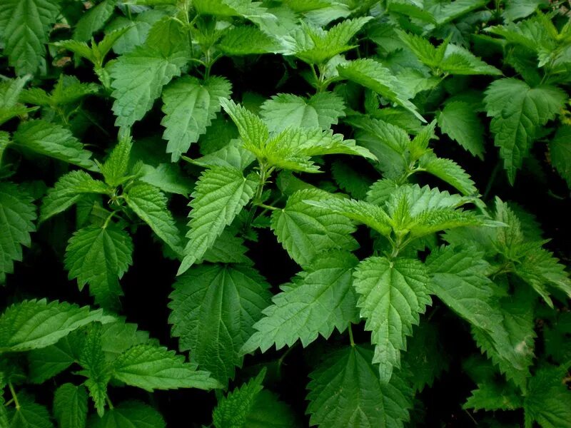 Urtica dioica l.. Крапивоцветные. Основными действующим веществами растения Urtica dioica являются:. Urtica dioica in General diseases.