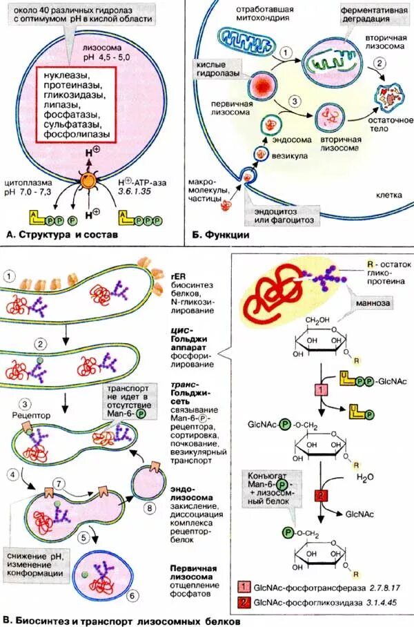 Транспорт лизосомных белков. Первичные и вторичные лизосомы. Синтез и транспорт белков. Функция лизосом Биосинтез белка.