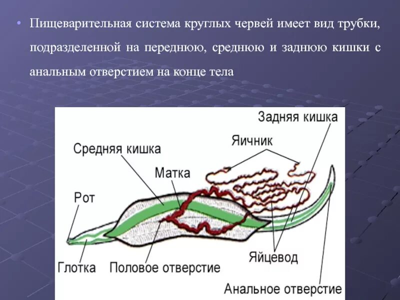 Пищеварительная система круглых червей особенности строения. Строение пищевой системы у круглых червей. Тип круглые черви пищеварительная система. Тип круглые черви схема пищеварительной системы.