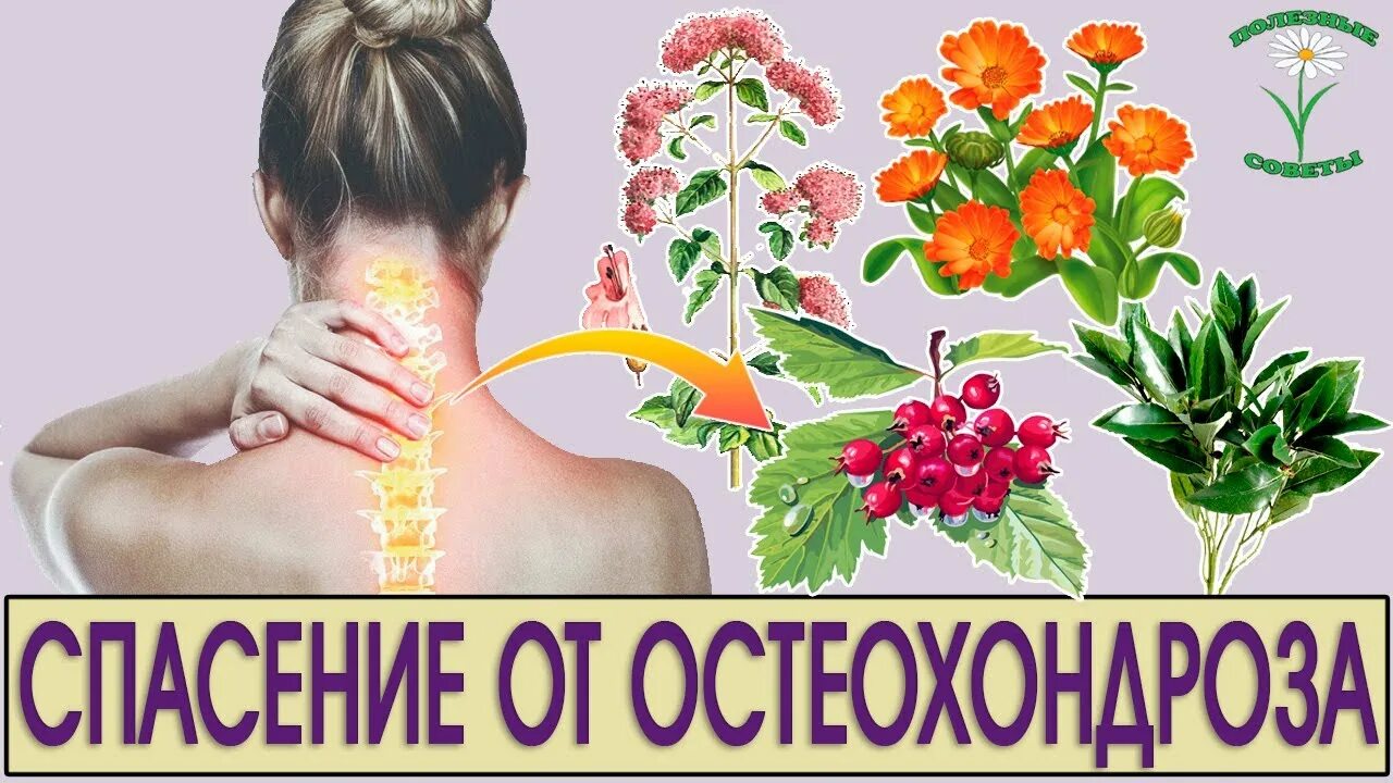 Методы лечения остеохондроза. Народные средства остеохондроза позвоночника. Народные средства от шейного хондроза. Народные средства при остеохондрозе. Народные средства остеохондроза позвоночника.