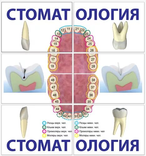 Зубы 11 12 21 22. Зубы 11 12 21 22