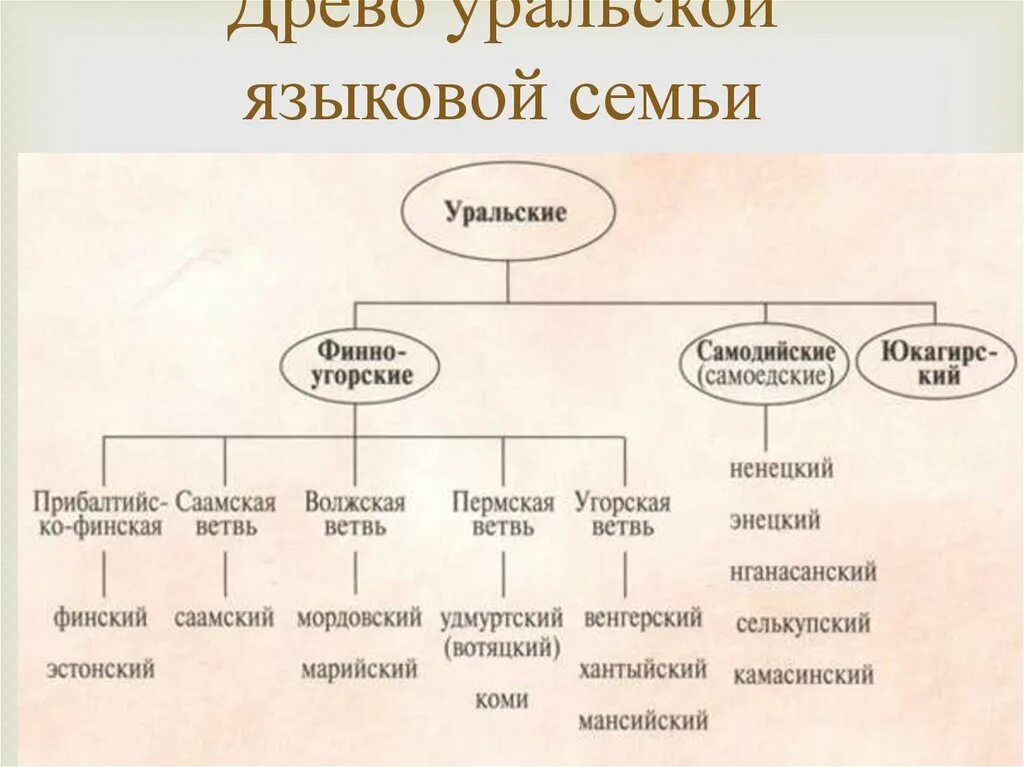 Языковые группы языков. Уральская семья финно-угорская группа. Уральская языковая семья финно-угорская группа. Уральская семья языков. Уральская языковая семья схема.