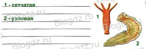 Напишите названия систем органов