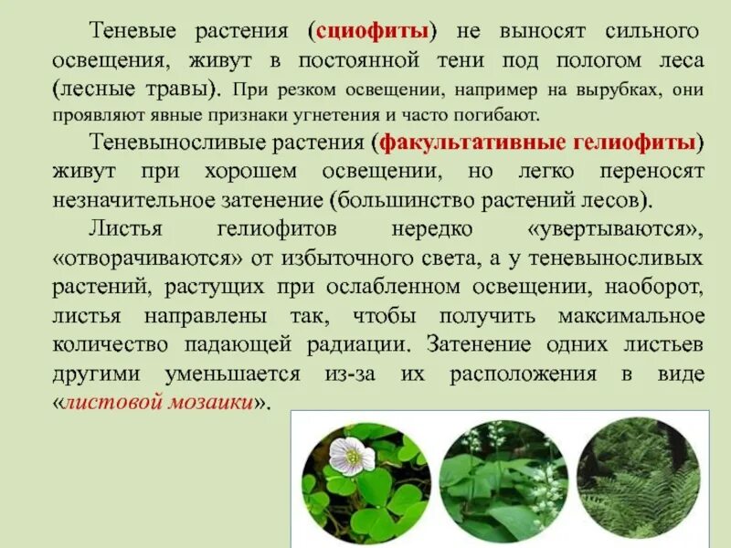 Почему растение под